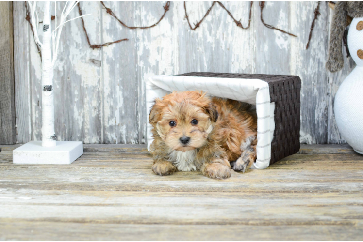 Morkie Pup Being Cute