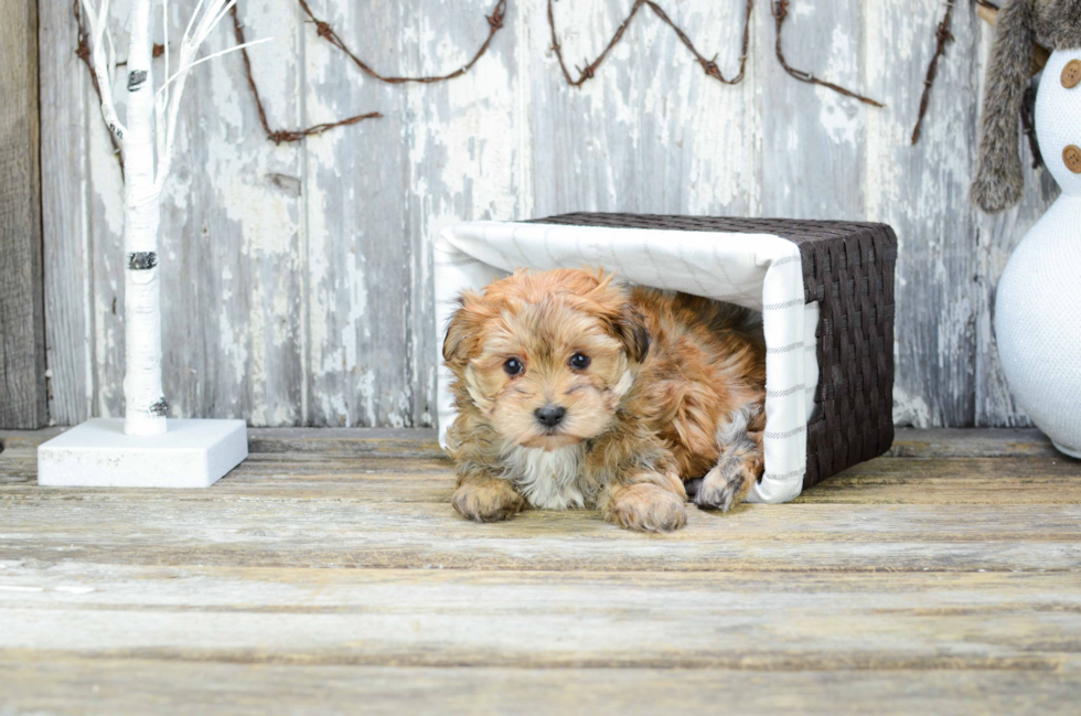 Morkie Pup Being Cute