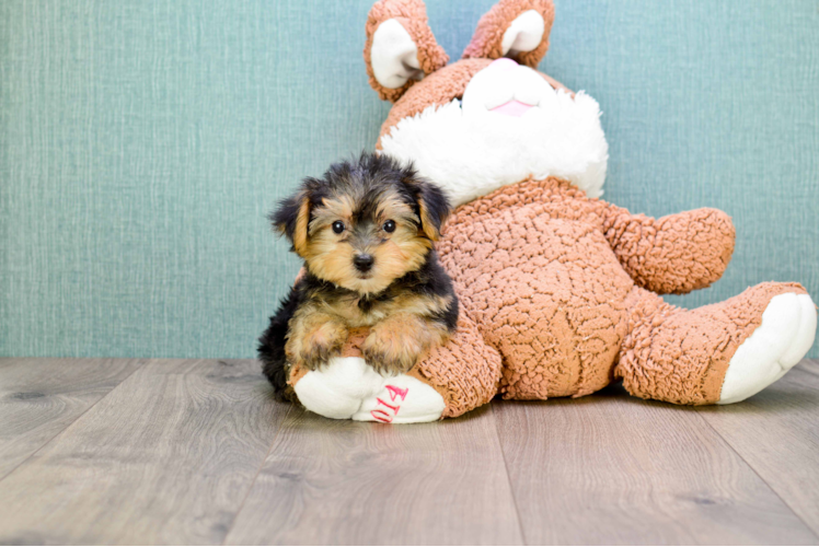 Morkie Pup Being Cute