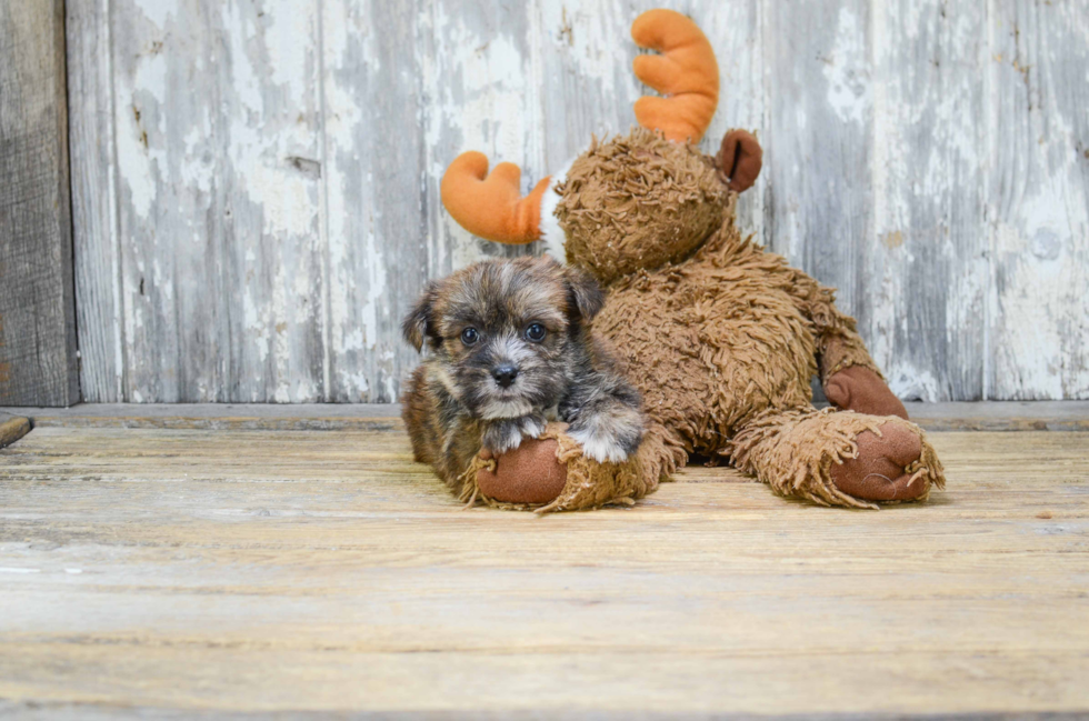 Popular Morkie Designer Pup