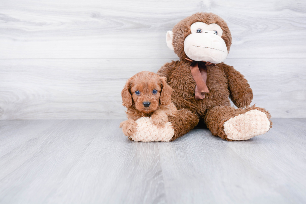 Fluffy Cavapoo Poodle Mix Pup