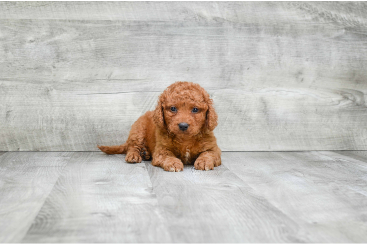 Cavapoo Pup Being Cute