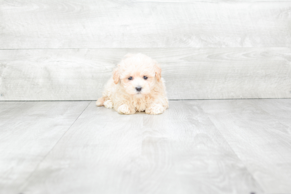 Maltipoo Puppy for Adoption