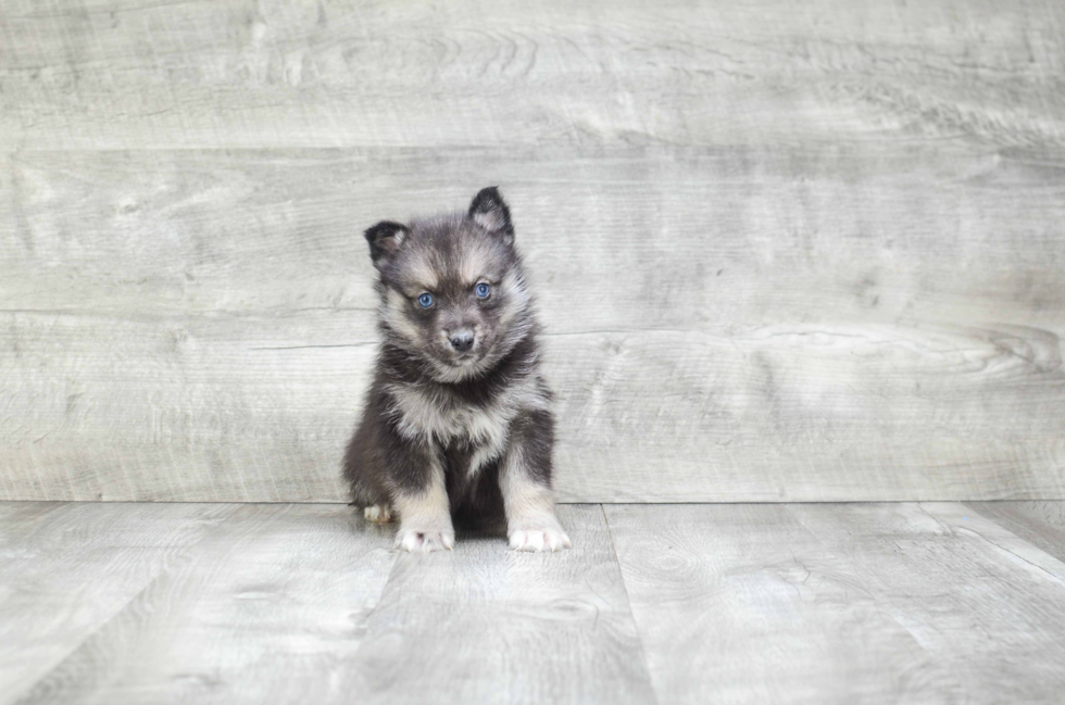 Pomsky Puppy for Adoption