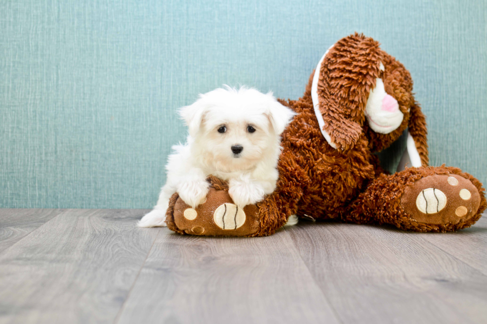 Maltese Pup Being Cute