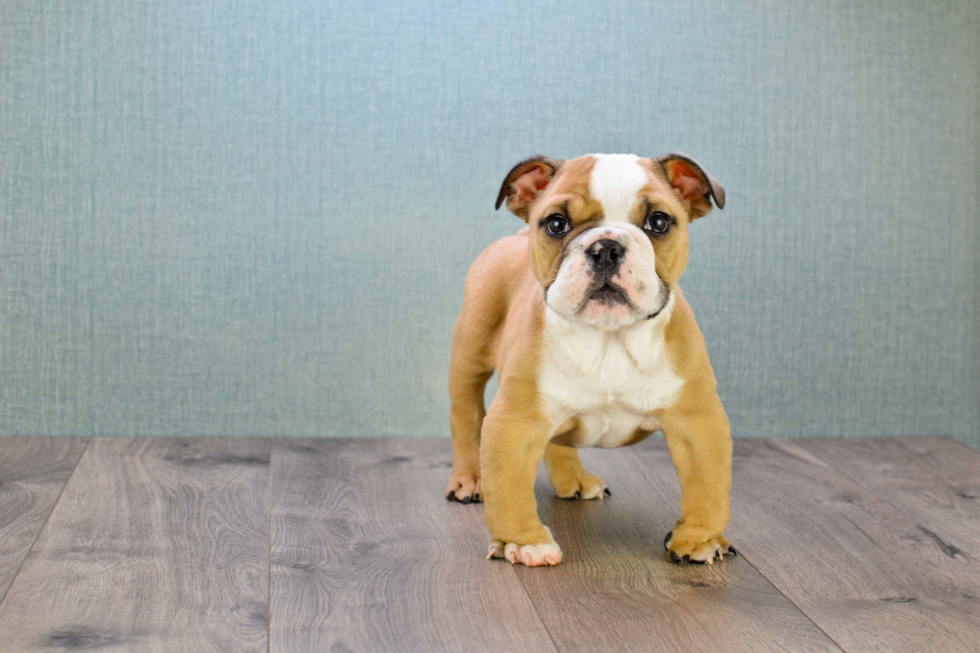 Best English Bulldog Baby