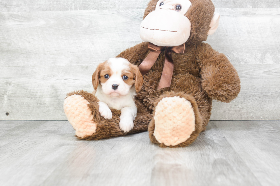 Cavalier King Charles Spaniel Pup Being Cute