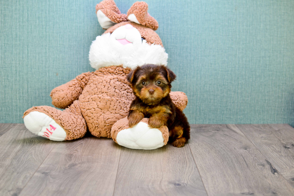 Meet Godiva - our Yorkshire Terrier Puppy Photo 