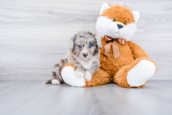 Happy Mini Aussiedoodle Baby