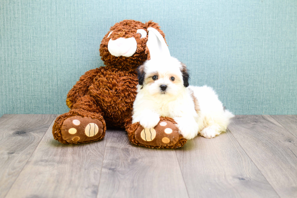 Hypoallergenic Shichon Designer Puppy