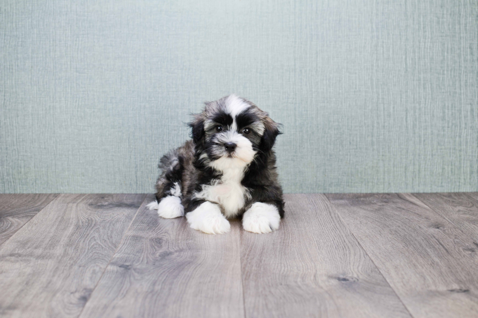 Havanese Pup Being Cute