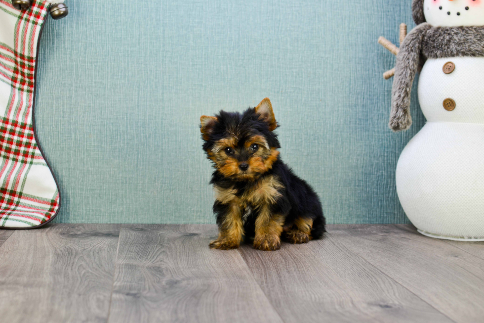 Meet Heidi - our Yorkshire Terrier Puppy Photo 