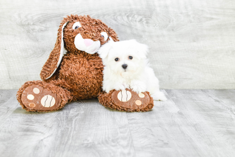 Fluffy Maltese Purebred Puppy