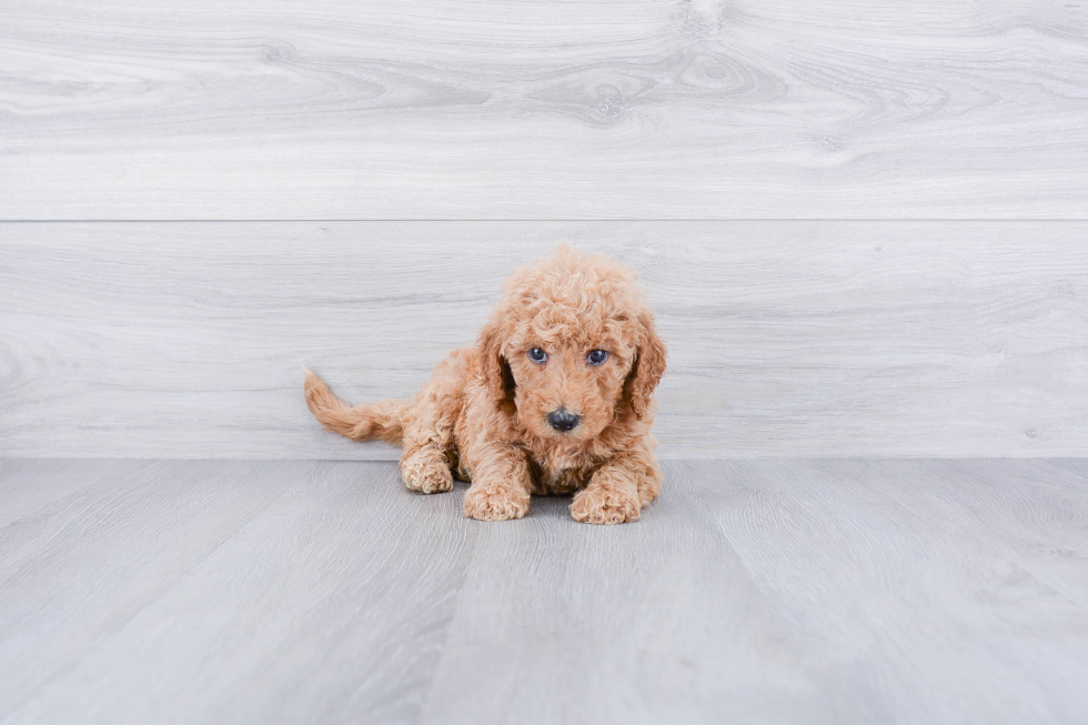 Mini Goldendoodle Puppy for Adoption