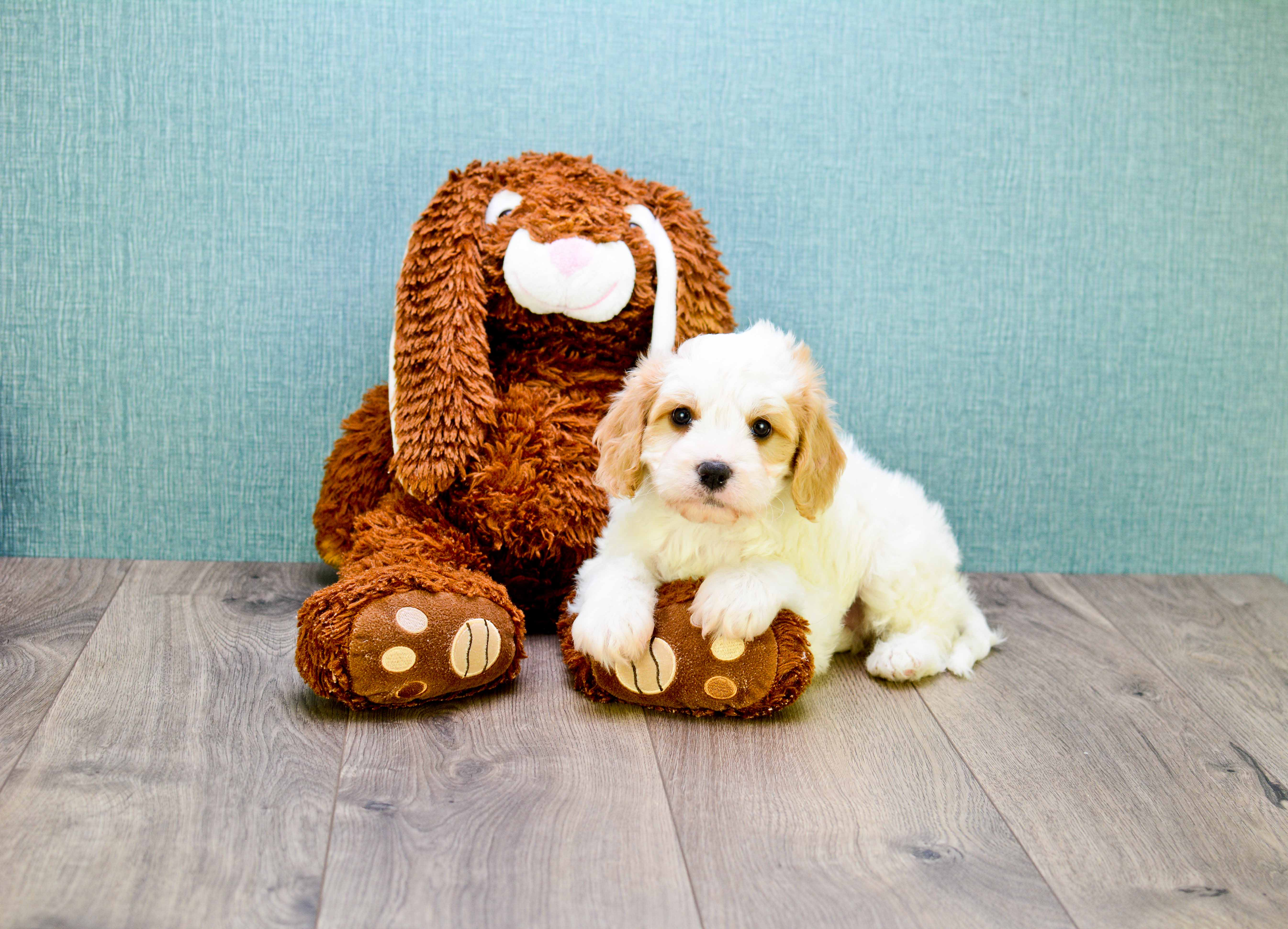Cavachon Pup Being Cute