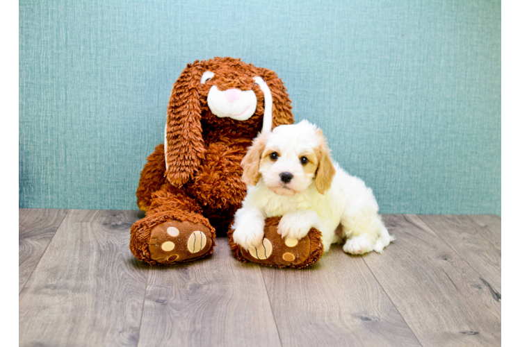 Cavachon Pup Being Cute