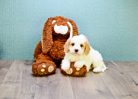 Cavachon Pup Being Cute