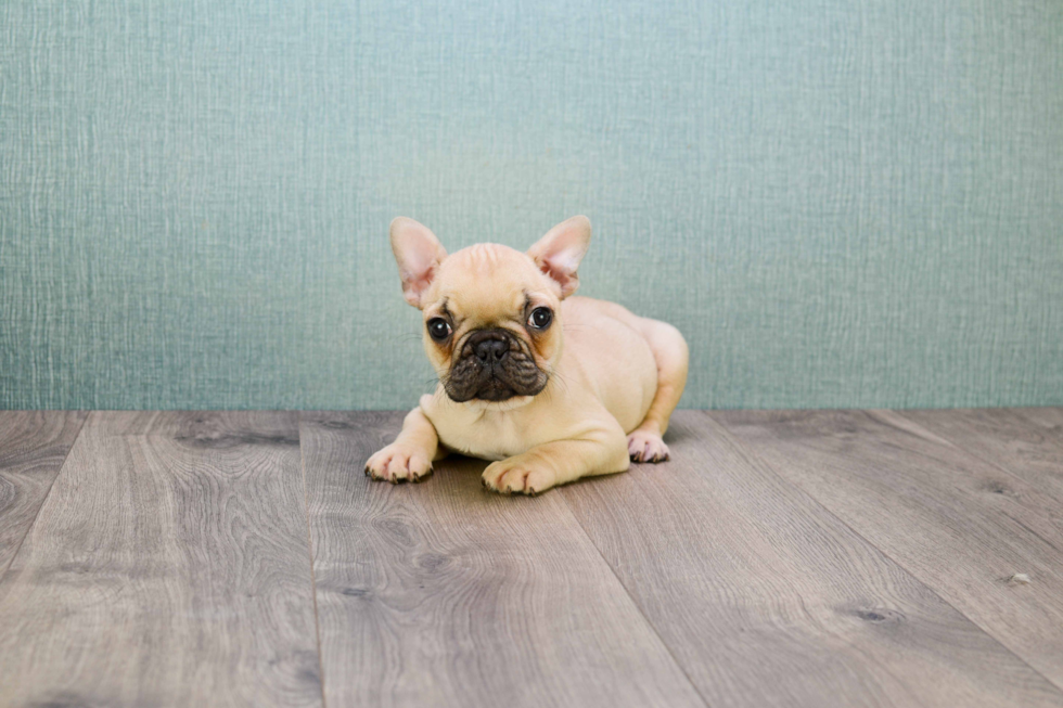 French Bulldog Puppy for Adoption