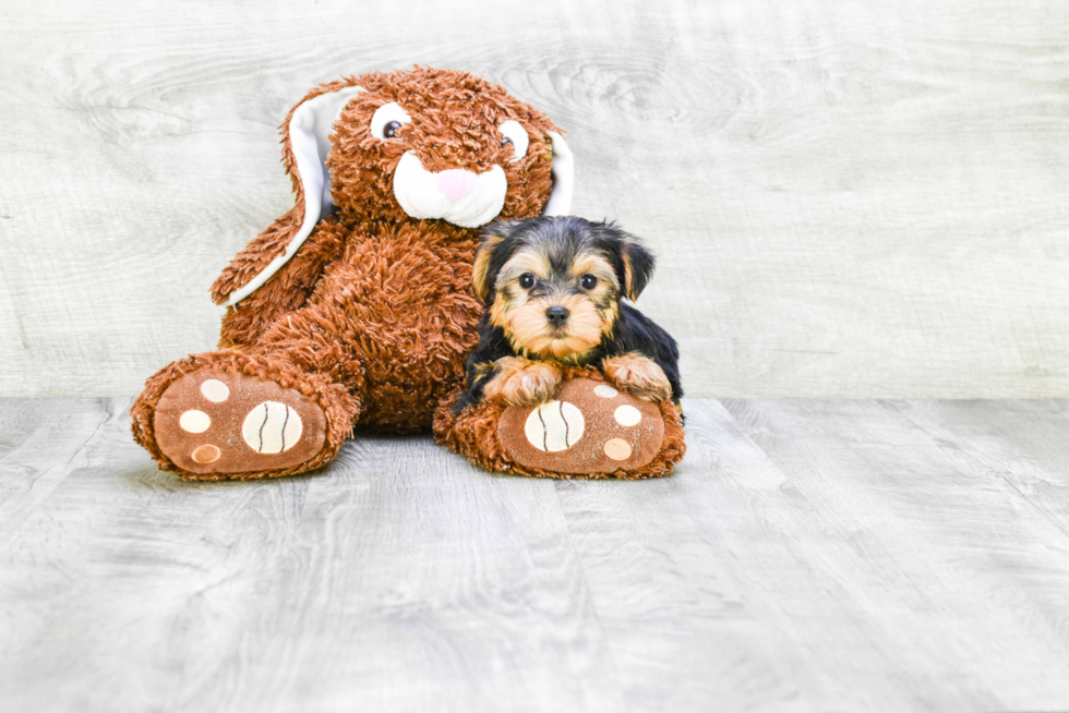 Meet Ronaldo - our Yorkshire Terrier Puppy Photo 