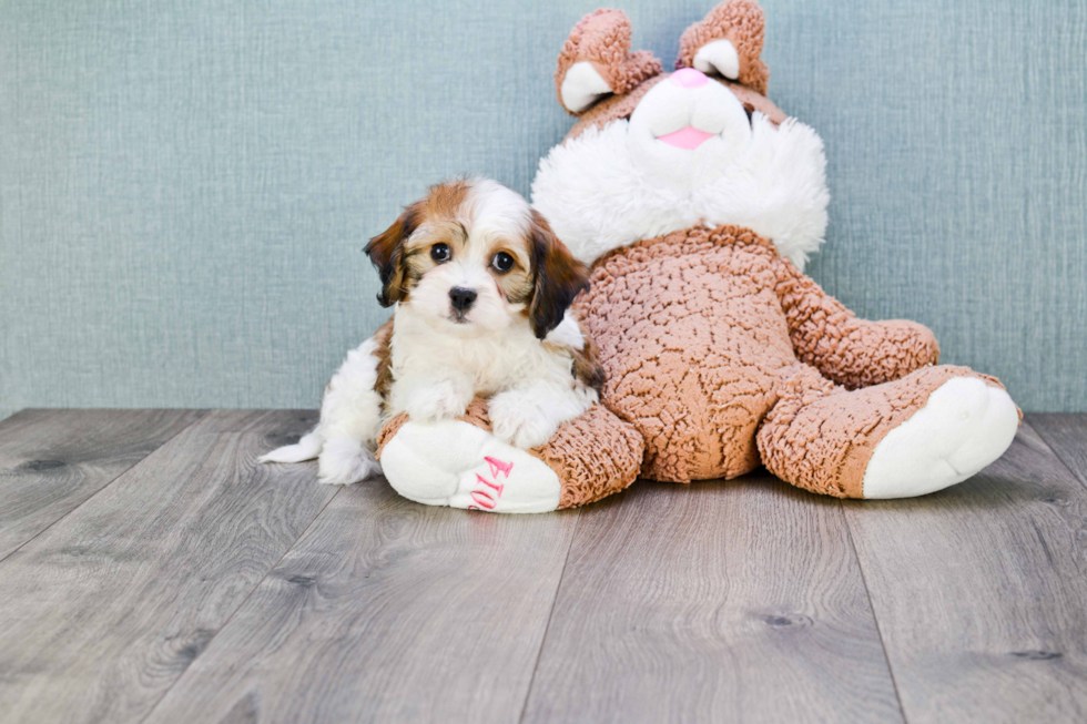 Cavachon Pup Being Cute