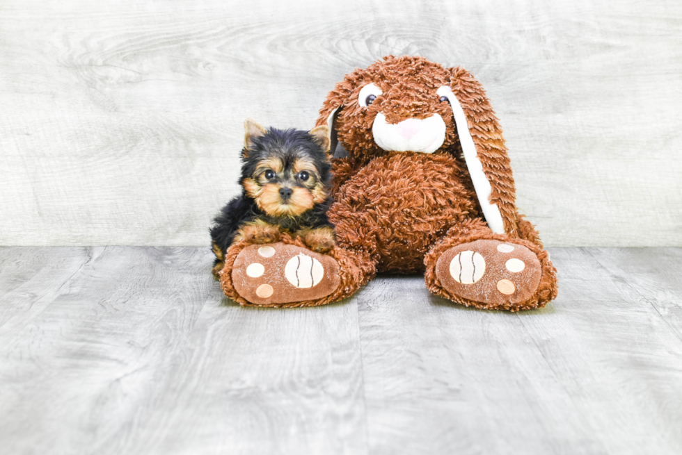 Meet Victoria - our Yorkshire Terrier Puppy Photo 