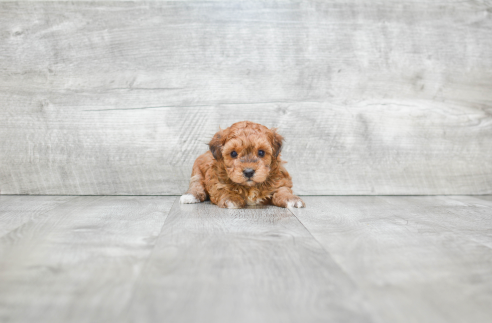 Little Havanese Baby