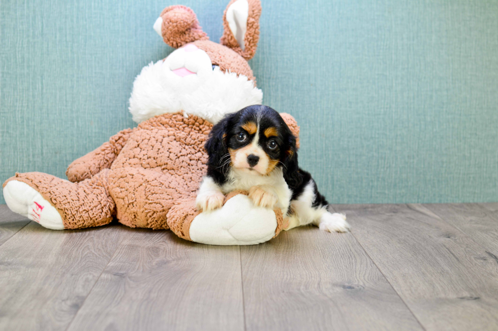 Petite Cavalier King Charles Spaniel Purebred Puppy