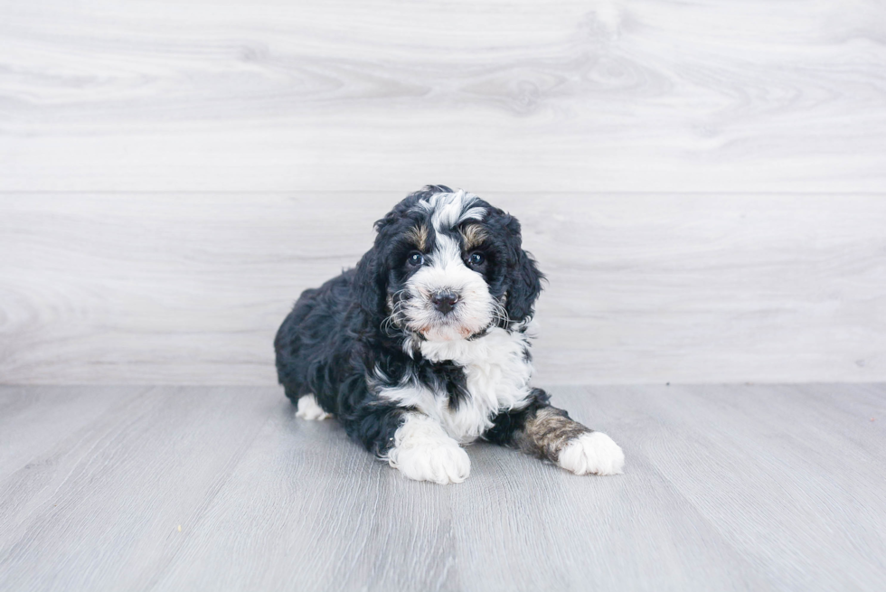 Little Mini Berniedoodle Poodle Mix Puppy