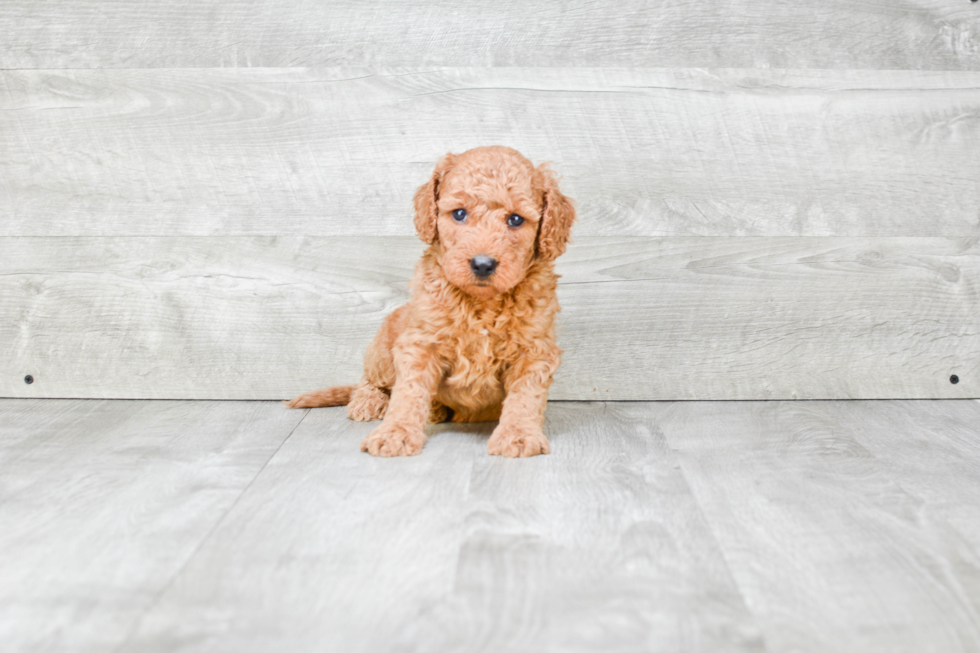 Sweet Mini Goldendoodle Baby