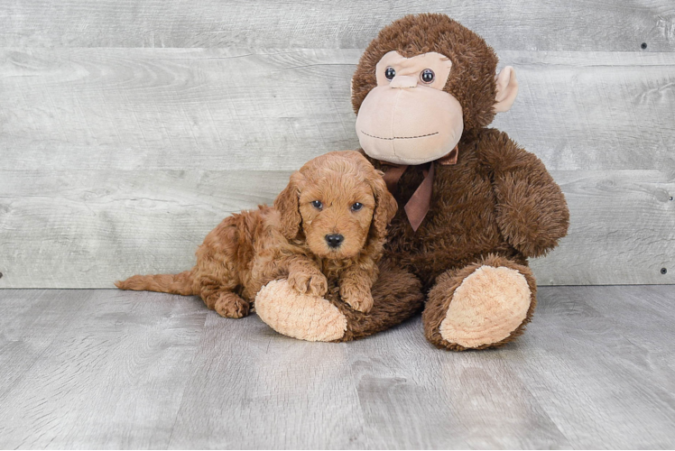 Cute Mini Goldendoodle Baby