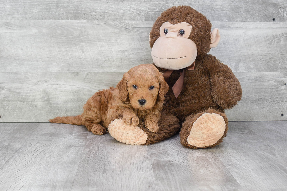 Cute Mini Goldendoodle Baby