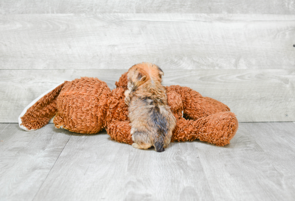 Adorable Yorkie Designer Puppy