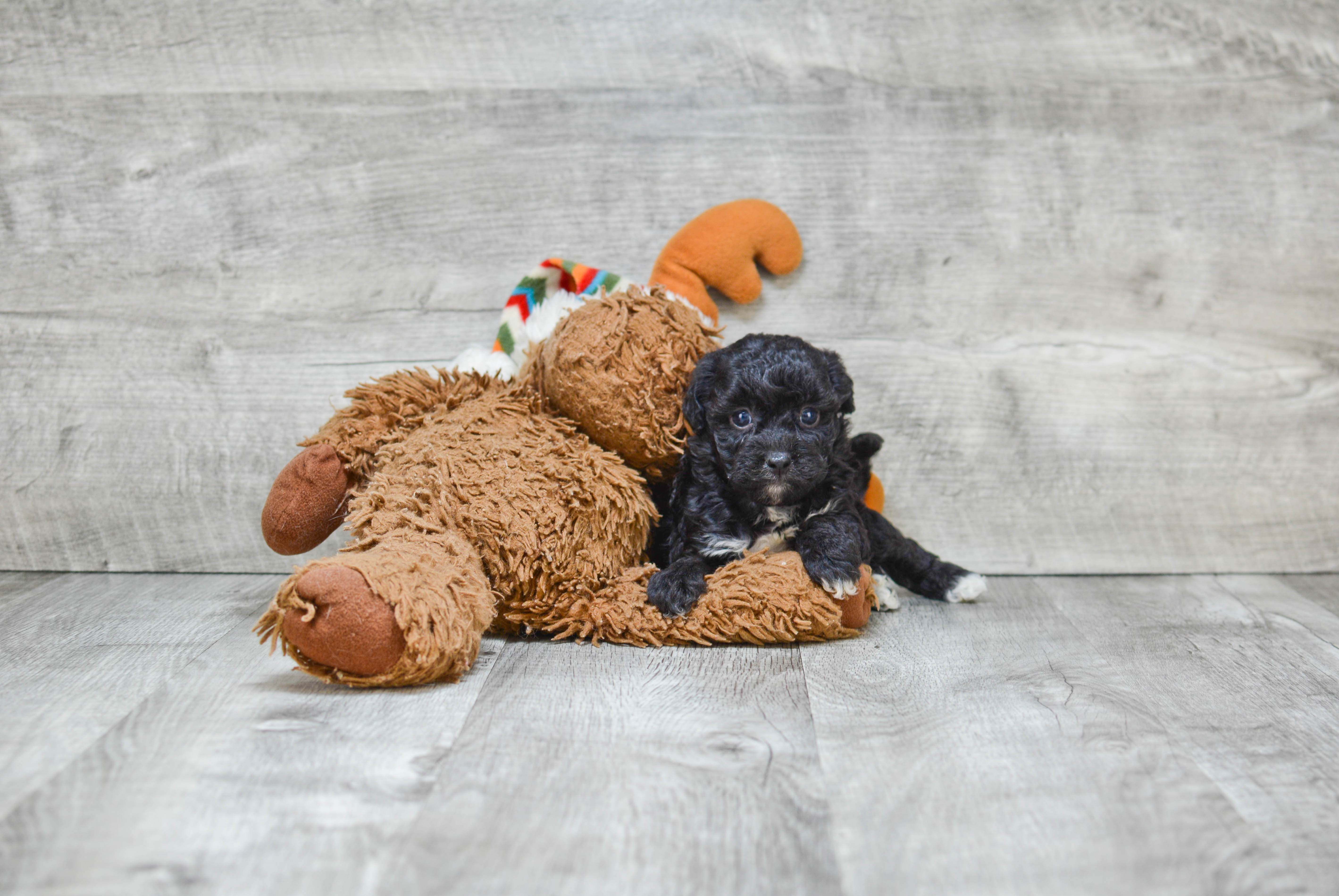 Popular Maltipoo Poodle Mix Pup