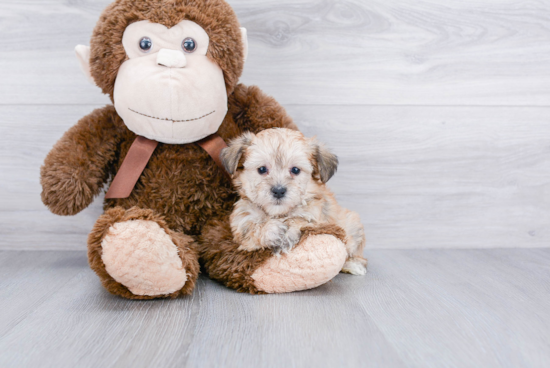 Playful Yorkie Designer Puppy