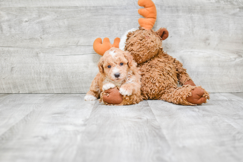 Best Maltipoo Baby