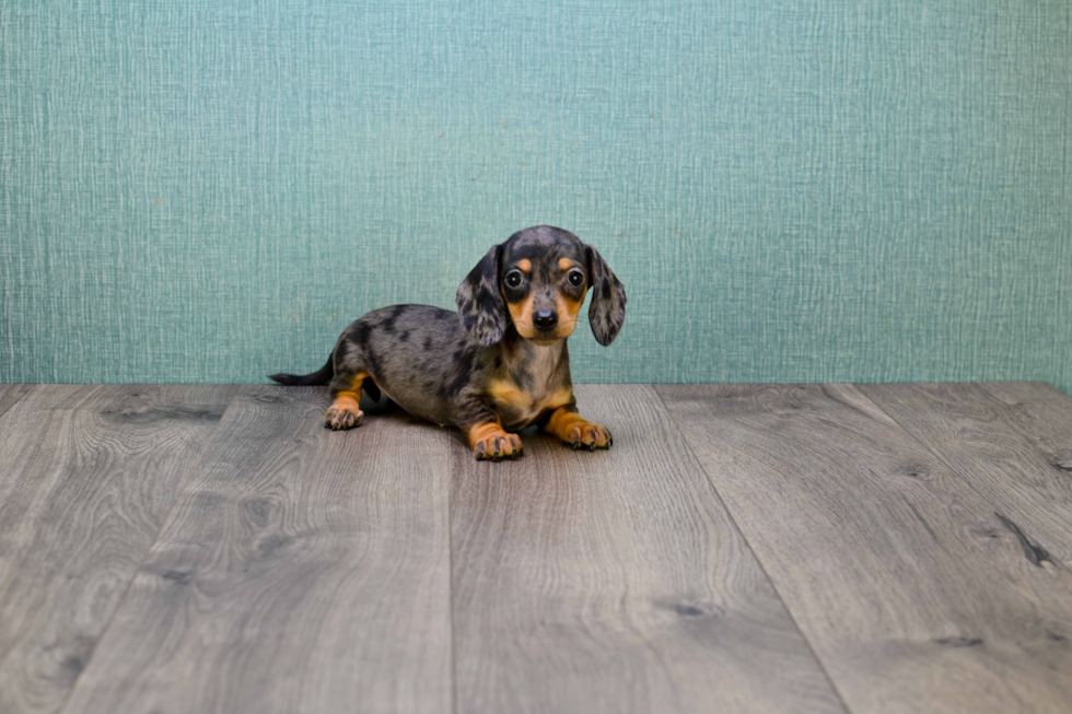 Dachshund Pup Being Cute