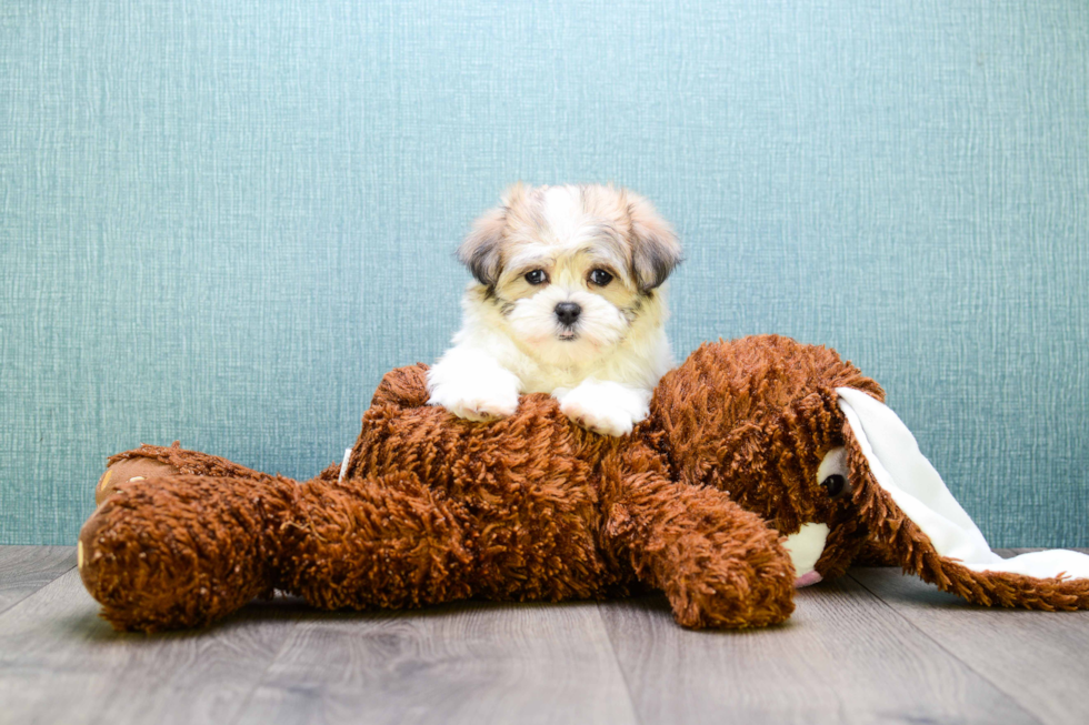 Teddy Bear Puppy for Adoption