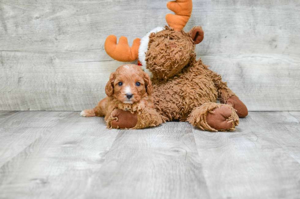 Cavapoo Pup Being Cute