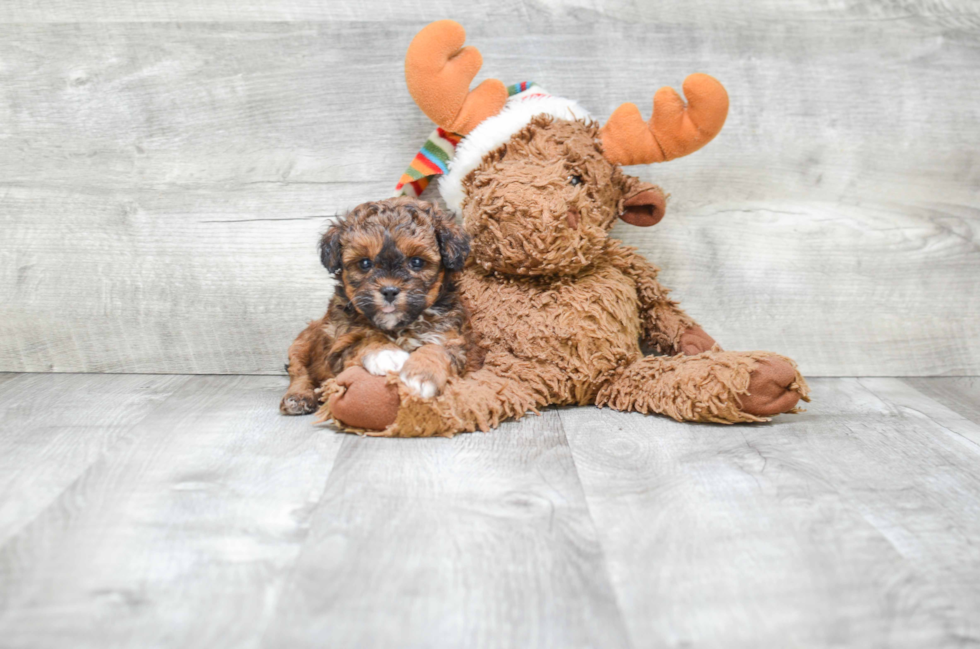 Teddy Bear Pup Being Cute