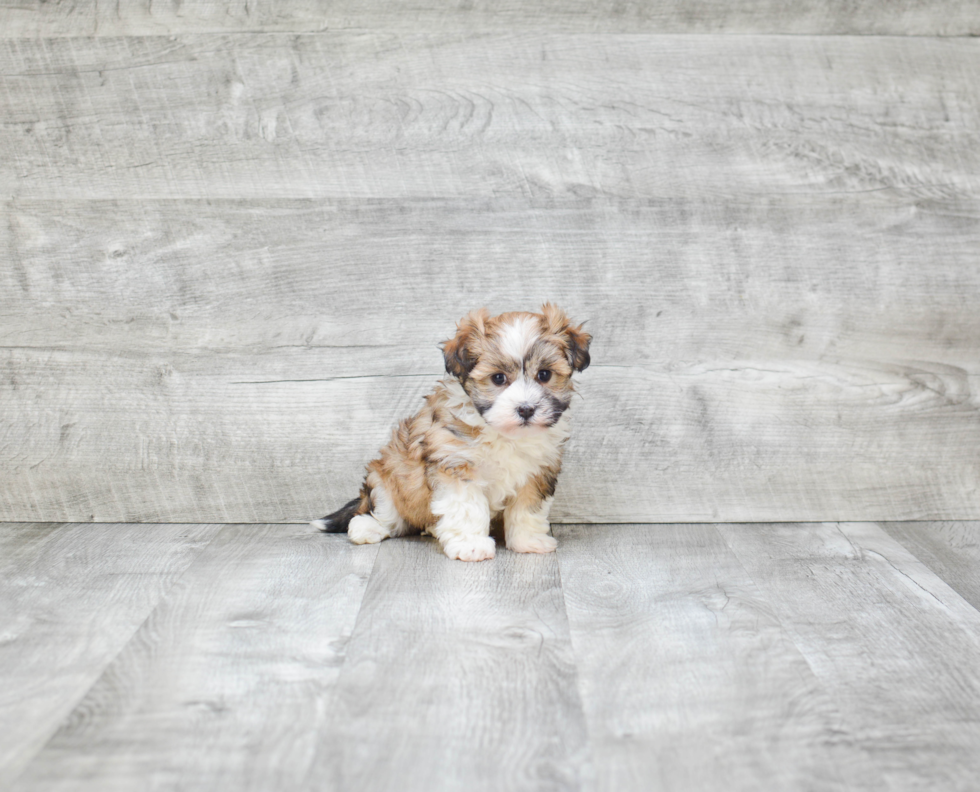 Havanese Pup Being Cute