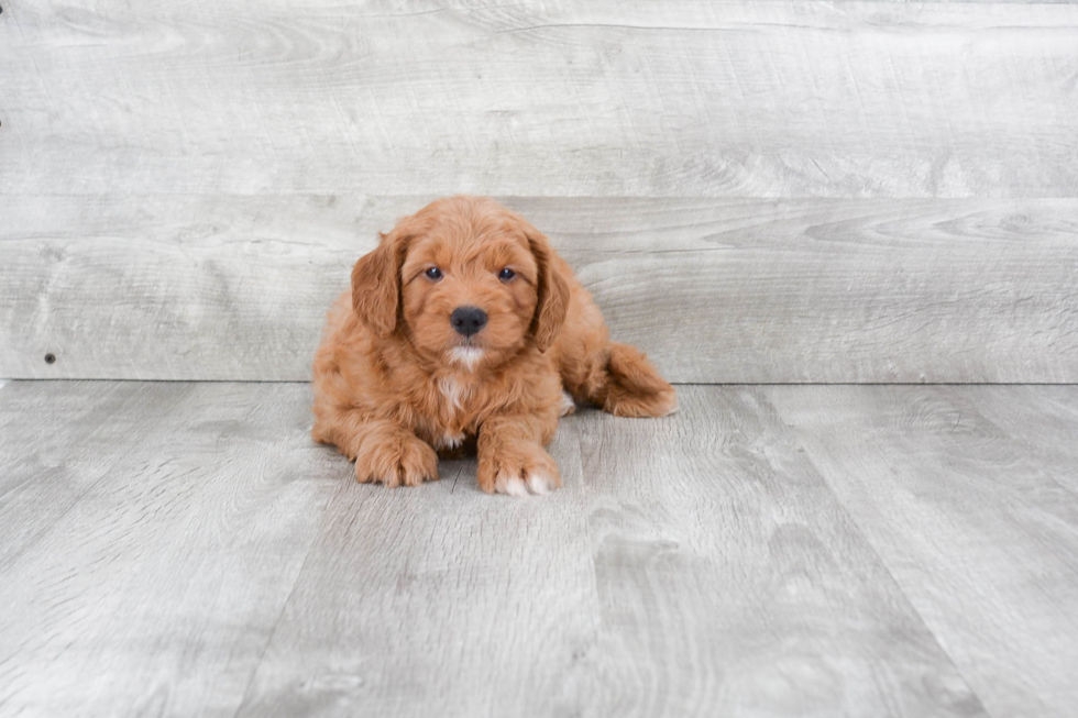 Fluffy Mini Goldendoodle Poodle Mix Pup