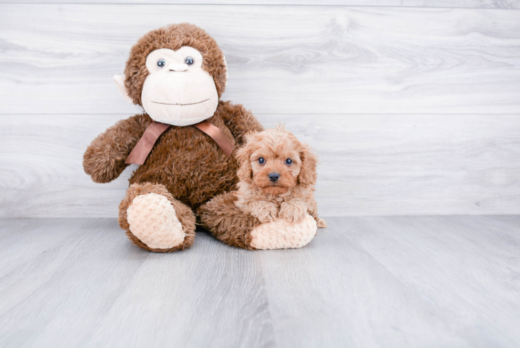 Energetic Cavoodle Poodle Mix Puppy