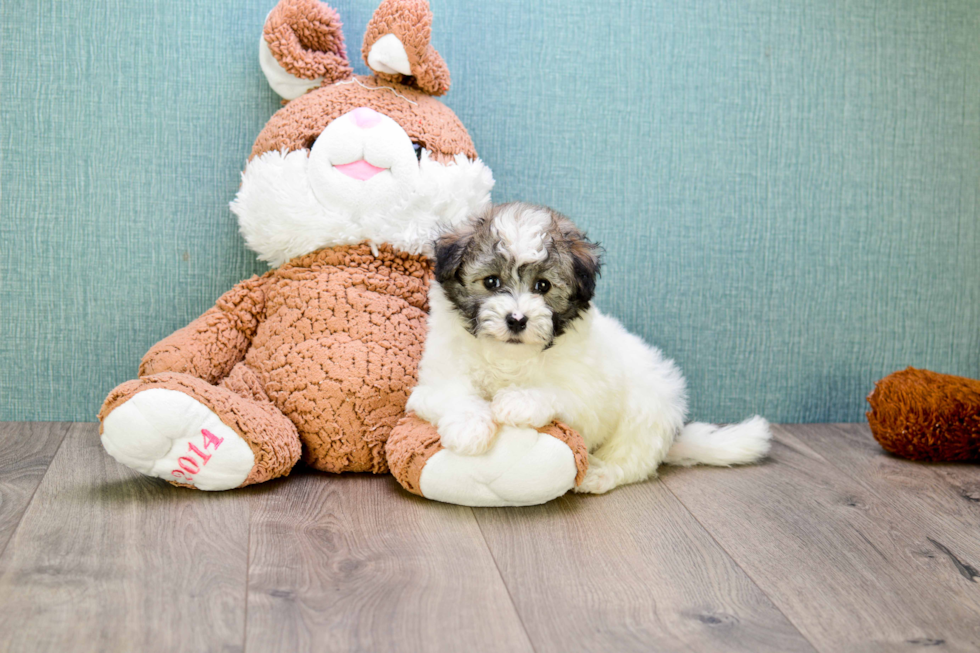 Havanese Puppy for Adoption