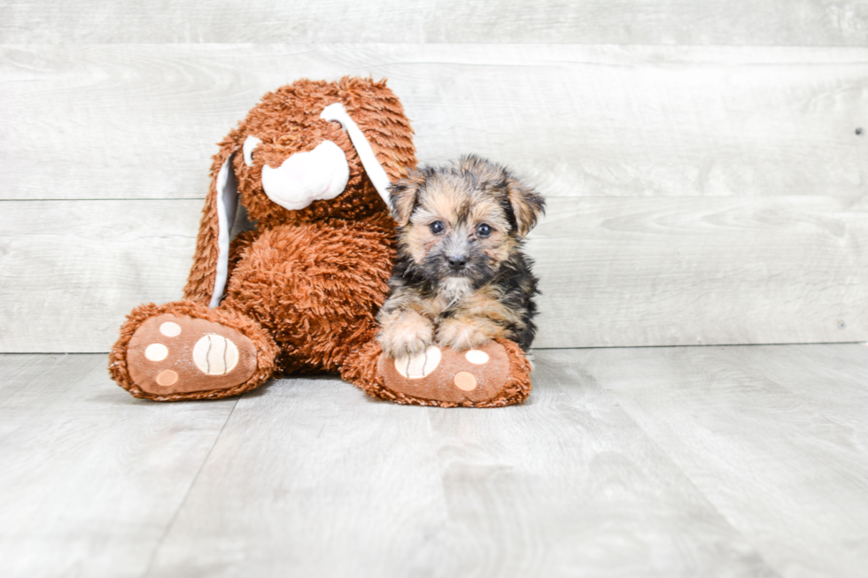 Popular Morkie Designer Pup