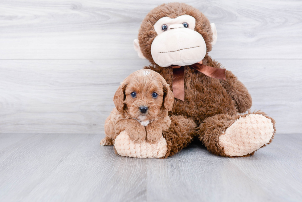 Hypoallergenic Cavoodle Poodle Mix Puppy