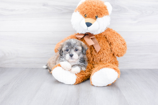 Smart Teddy Bear Designer Pup