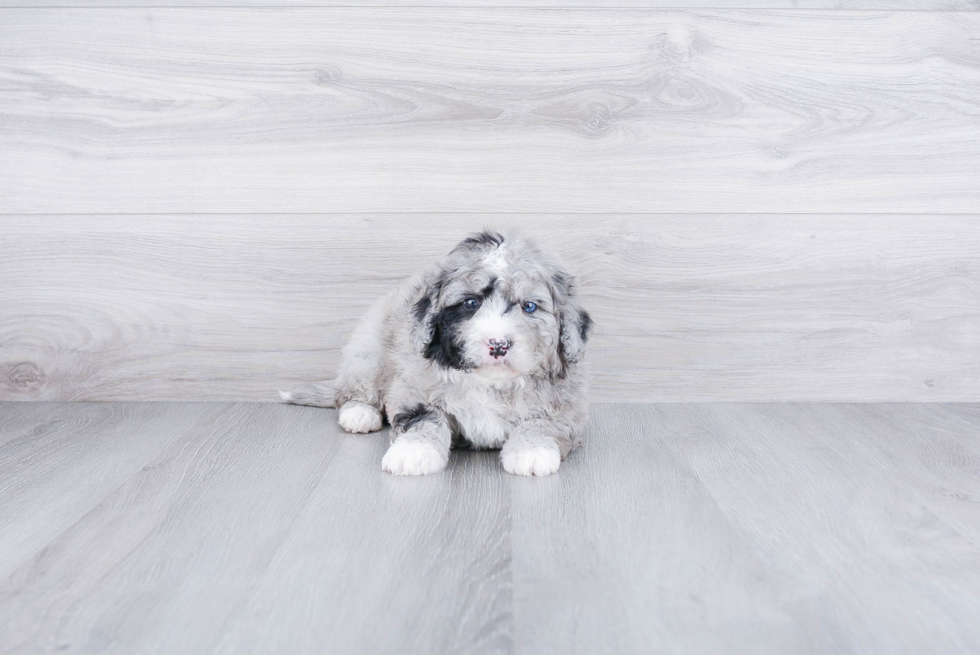 Small Mini Bernedoodle Baby