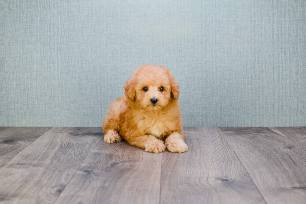 Playful Cavoodle Poodle Mix Puppy