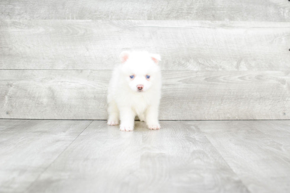 Best Pomsky Baby