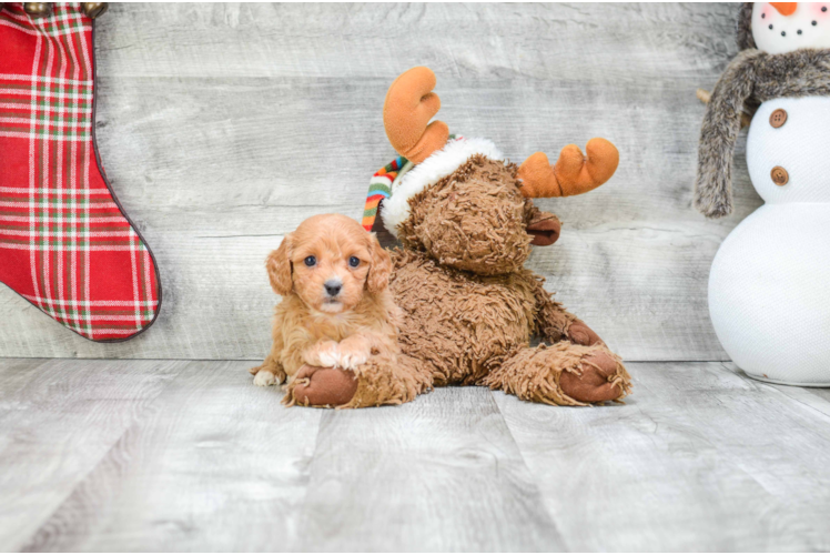 Cavapoo Puppy for Adoption